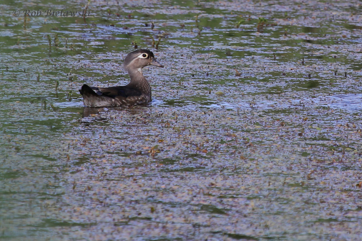   Wood Duck / 25 May 2016 / Princess Anne WMA  