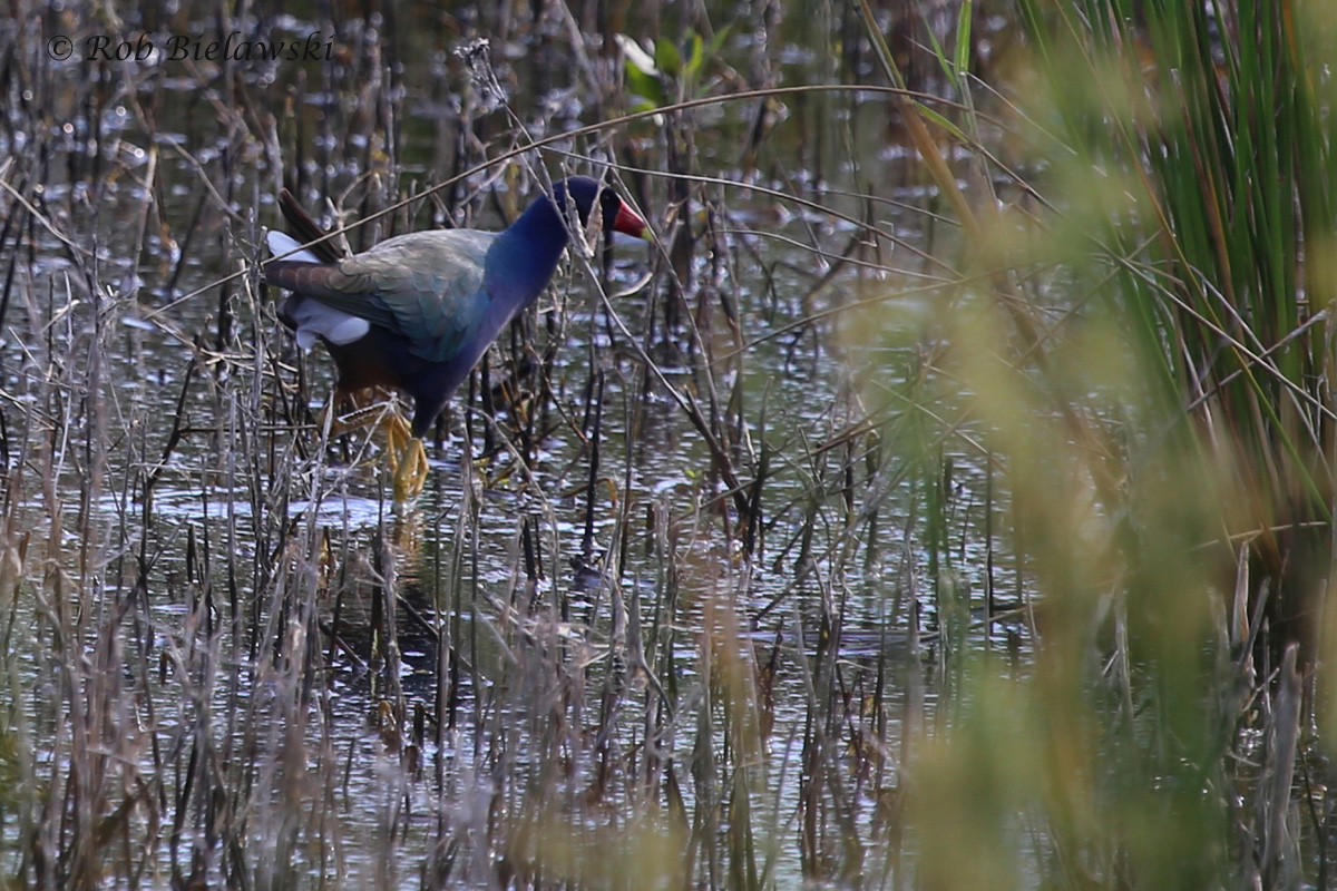   Purple Gallinule / 25 May 2016 / Princess Anne WMA  