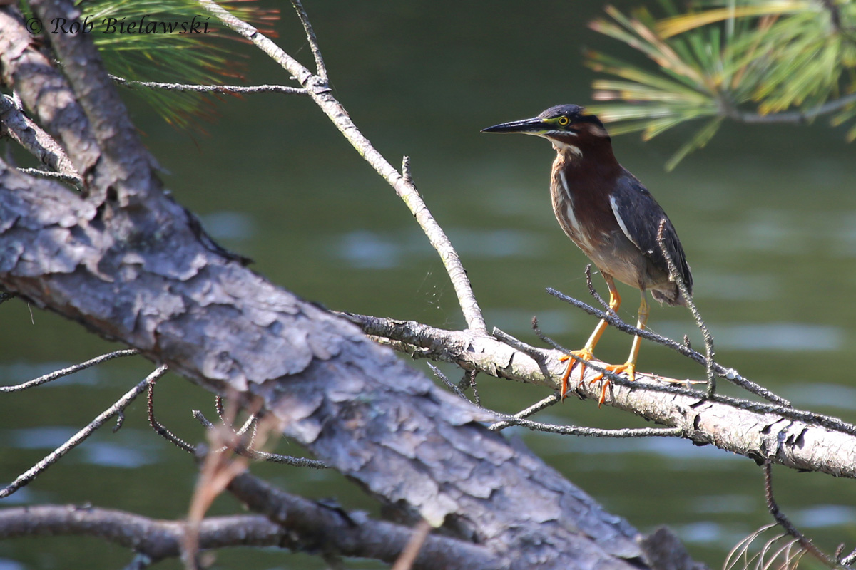   Green Heron / 27 May 2016 / Pleasure House Point NA  