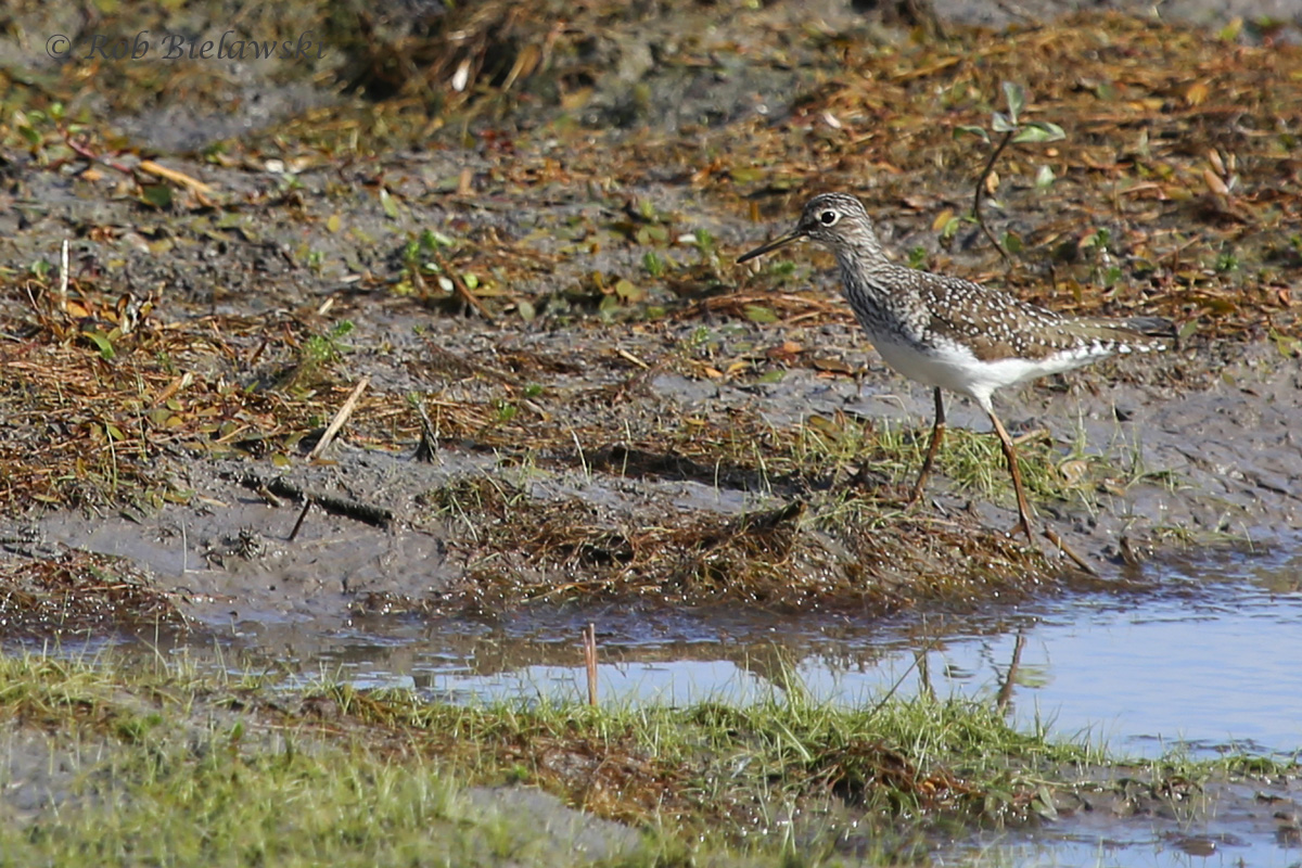   Solitary Sandpiper / 25 May 2016 / Princess Anne WMA  