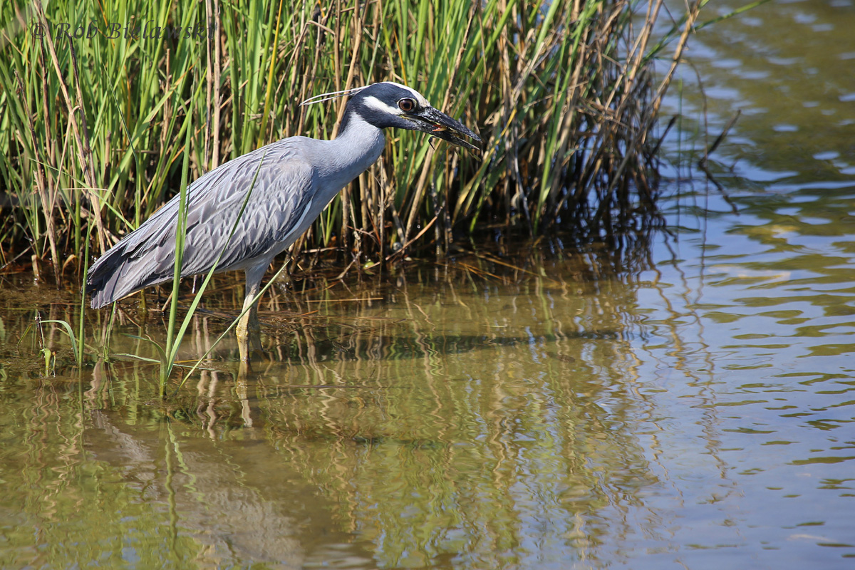   Yellow-crowned Night-Heron / 27 May 2016 / Pleasure House Point NA  