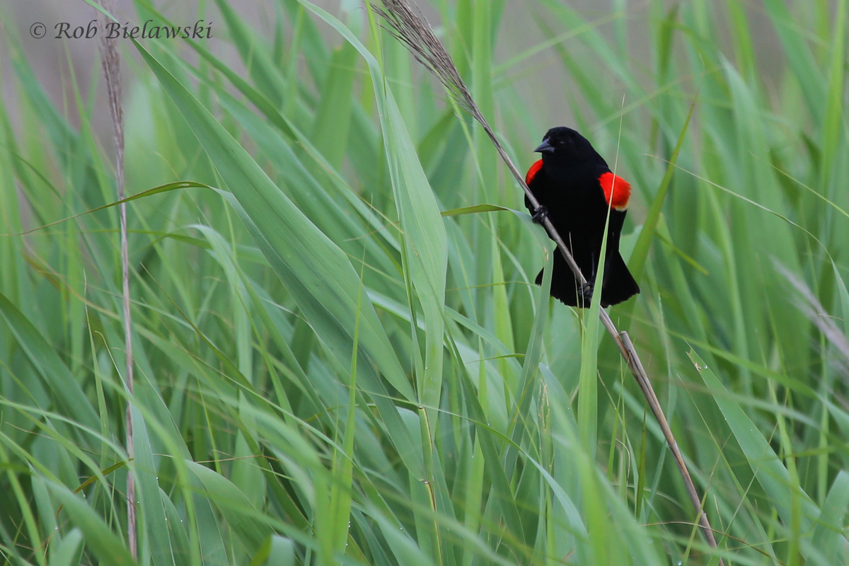   Red-winged Blackbird / 4 Jun 2016 / Back Bay NWR  