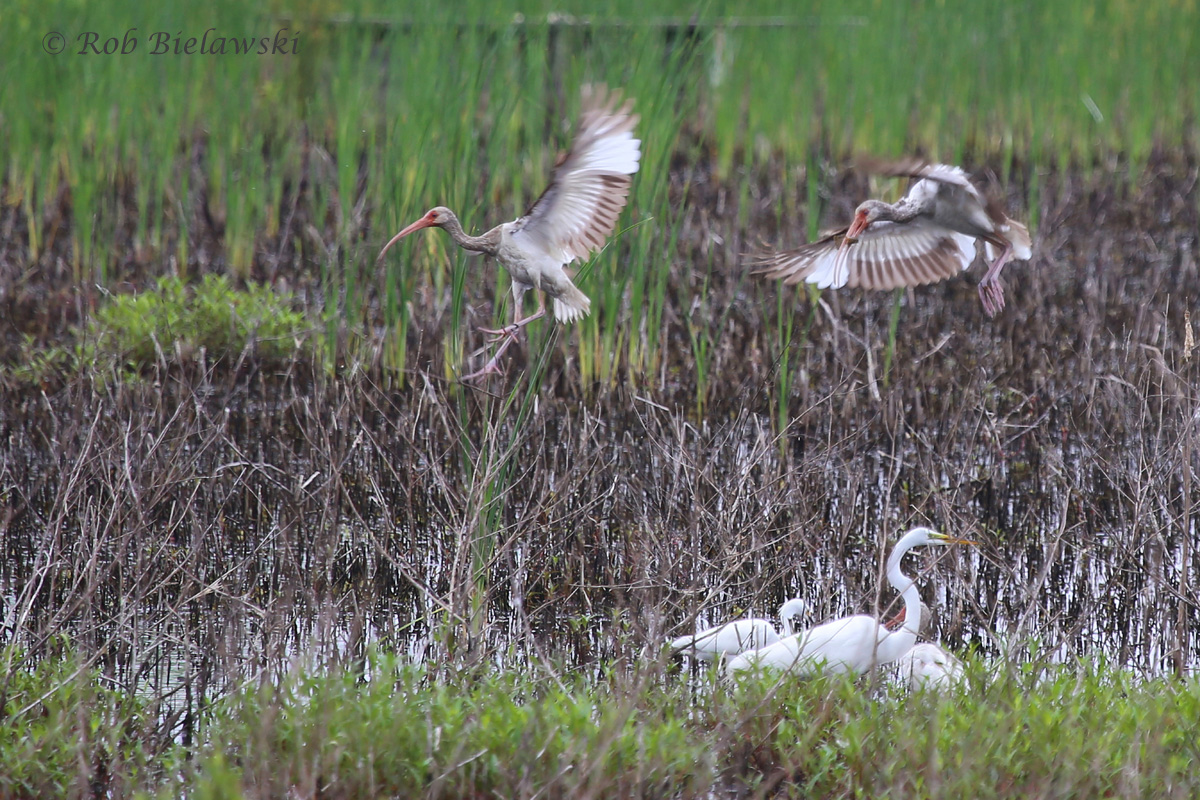   Great Egret, Snowy Egret &amp; White Ibis / 4 Jun 2016 / Princess Anne WMA (Beasley Tract)  