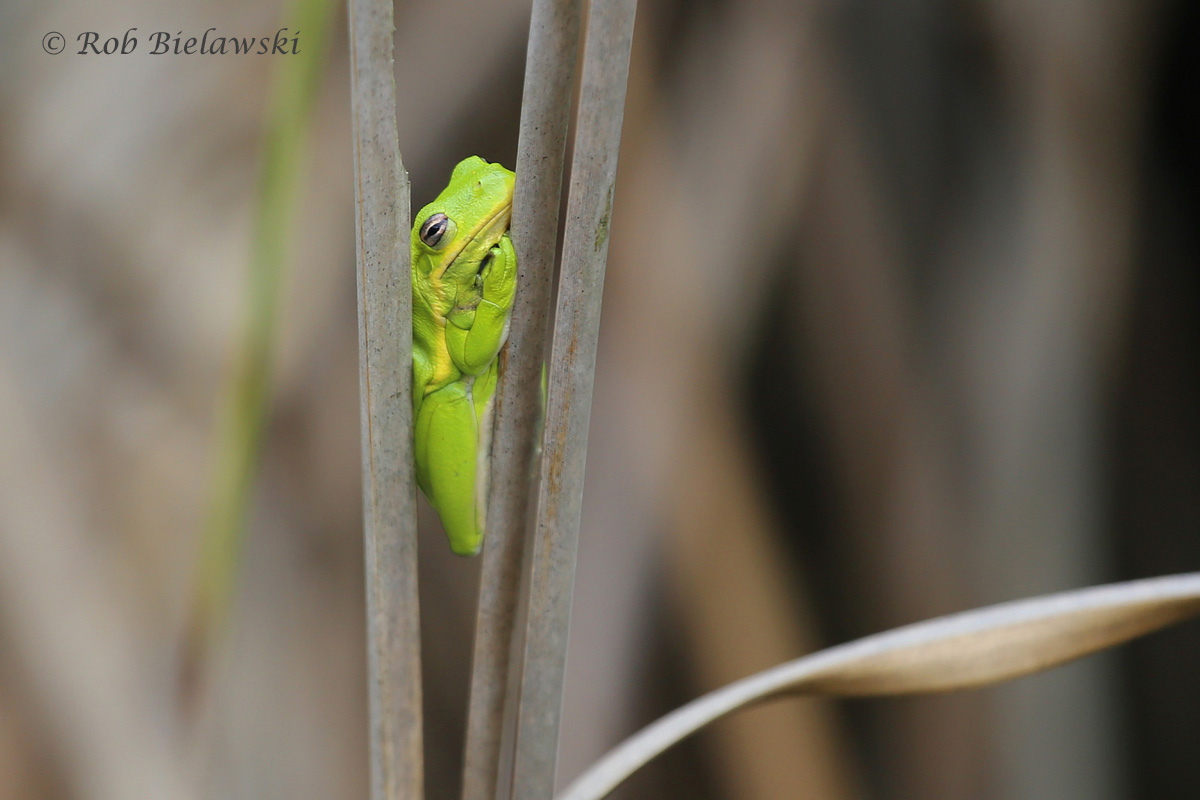   Green Treefrog / 4 Jun 2016 / Milldam Creek Boardwalk (Often times you see more than birds when out birding)  