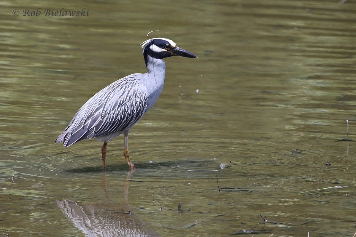   Yellow-crowned Night-Heron / 4 Jun 2016 / Kings Grant Lakes  