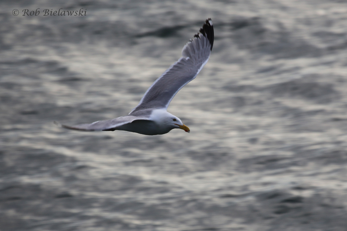   Herring Gull / 5 Jun 2016 / South Thimble Island  