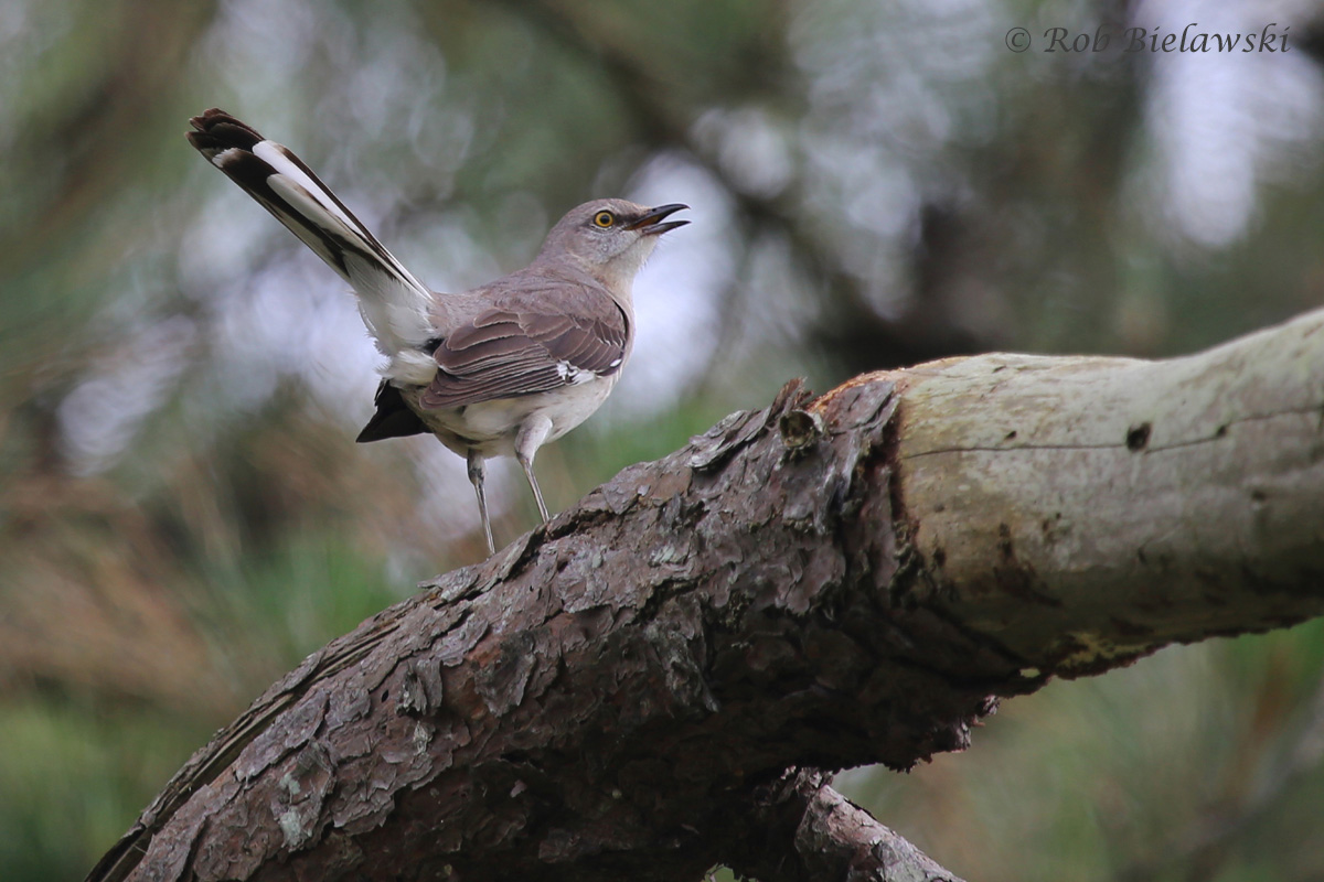   Northern Mockingbird / 6 Jun 2016 / Pleasure House Point NA  