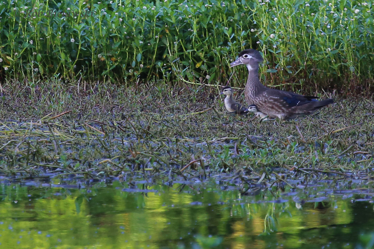   Wood Ducks / 6 Jun 2016 / Kings Grant Lakes  