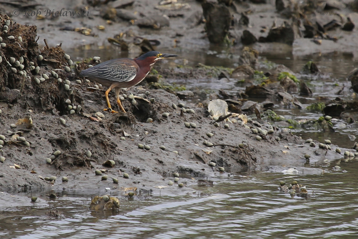   Green Heron / 6 Jun 2016 / Pleasure House Point NA  