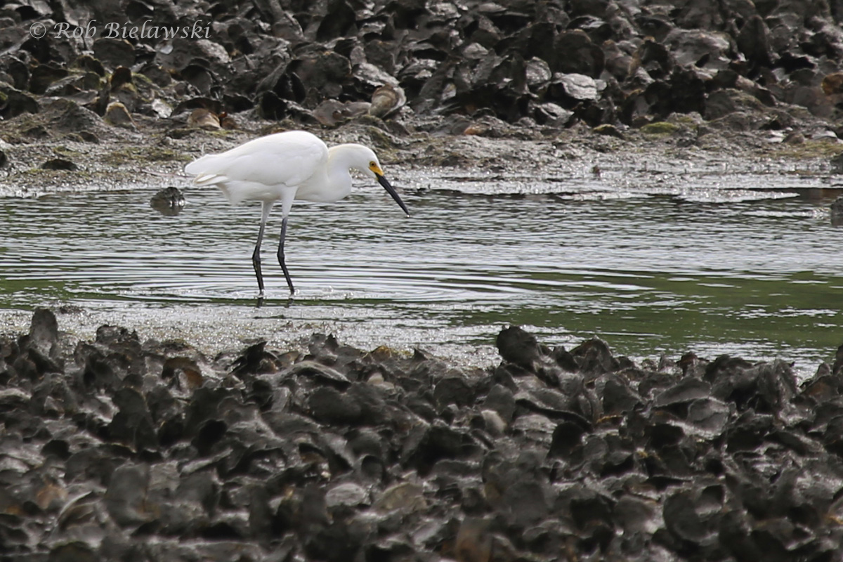   Snowy Egret / 6 Jun 2016 / Pleasure House Point NA  