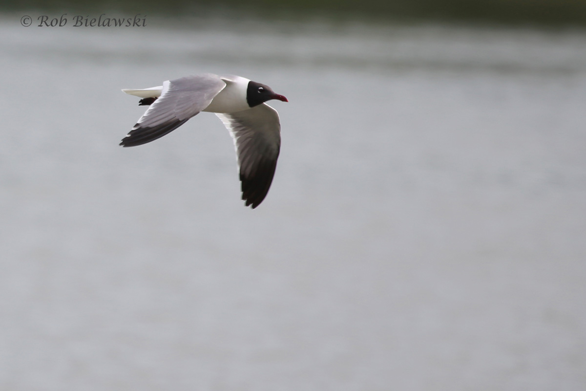   Laughing Gull / 6 Jun 2016 / Pleasure House Point NA  