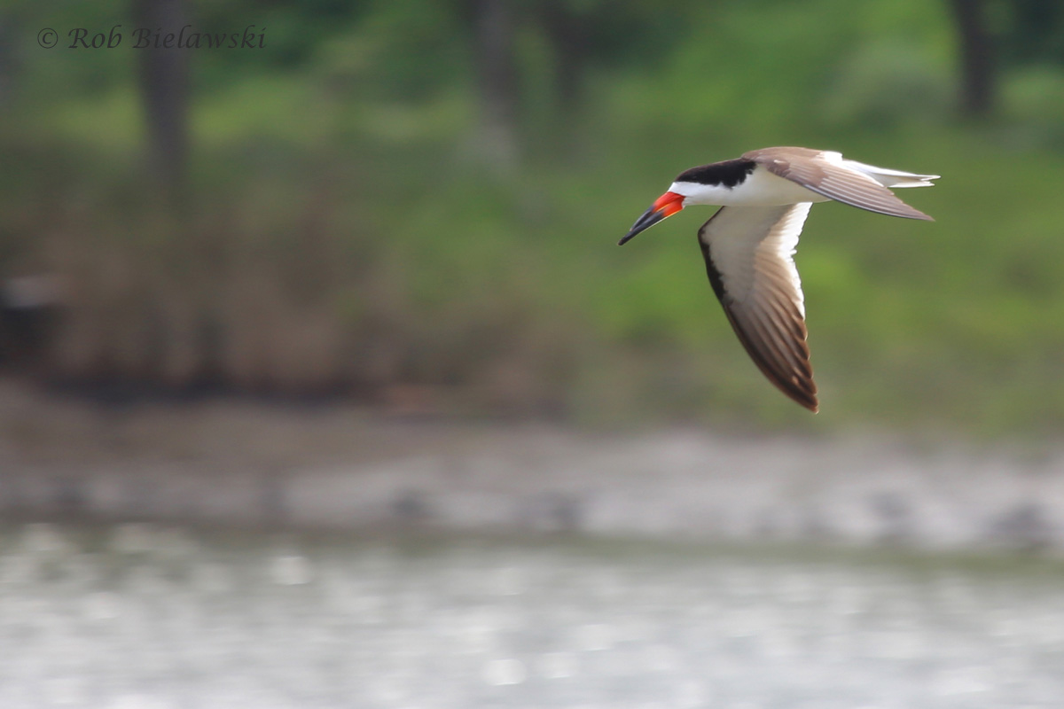   Black Skimmer / 6 Jun 2016 / Pleasure House Point NA  