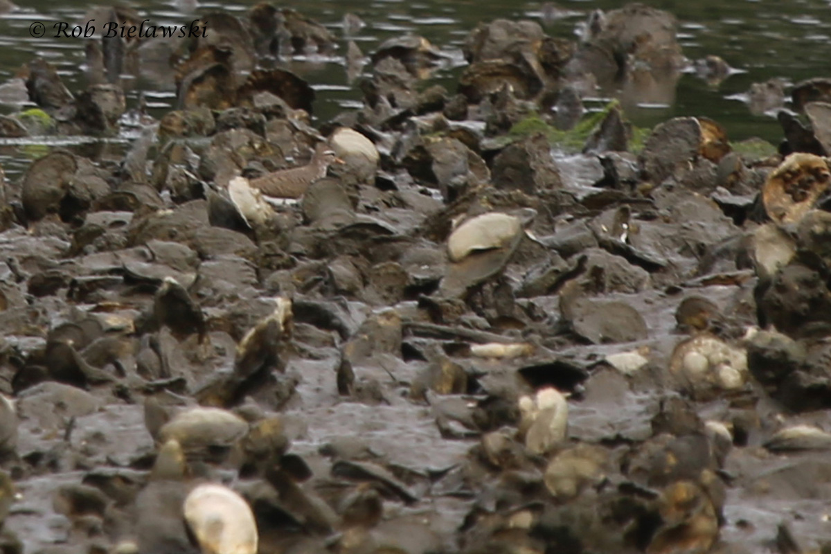   Spotted Sandpiper / 6 Jun 2016 / Pleasure House Point NA  