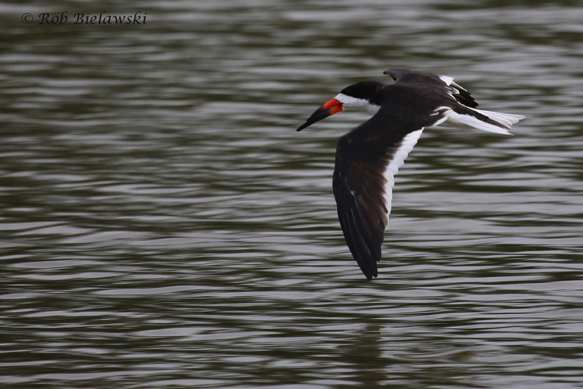   Black Skimmer / 6 Jun 2016 / Pleasure House Point NA  