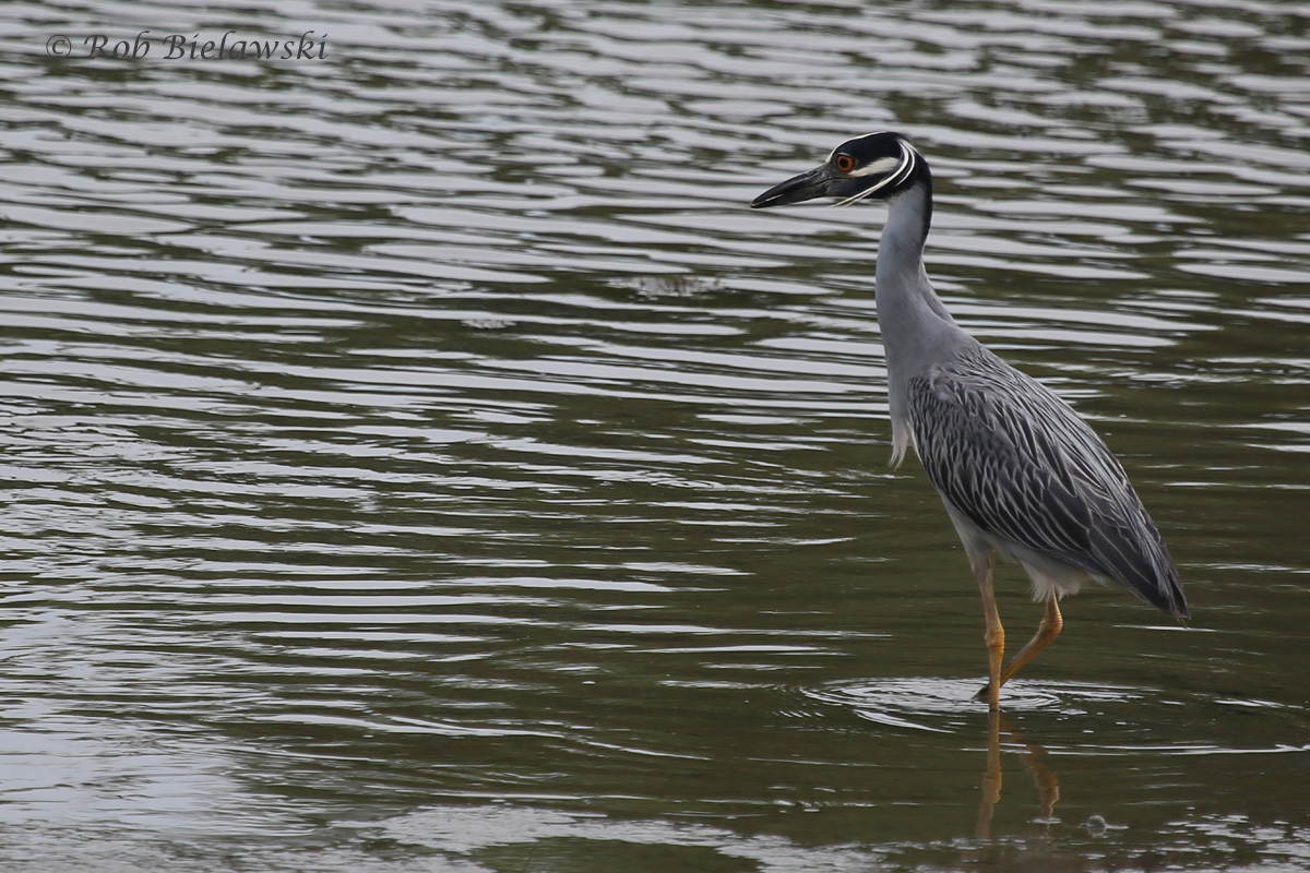   Yellow-crowned Night-Heron / 6 Jun 2016 / Pleasure House Point NA  