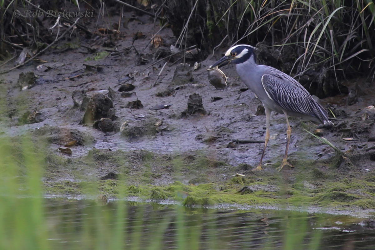   Yellow-crowned Night-Heron / 6 Jun 2016 / Pleasure House Point NA  