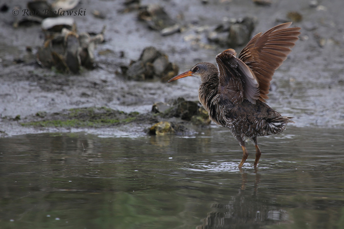   Clapper Rail / 6 Jun 2016 / Pleasure House Point NA  