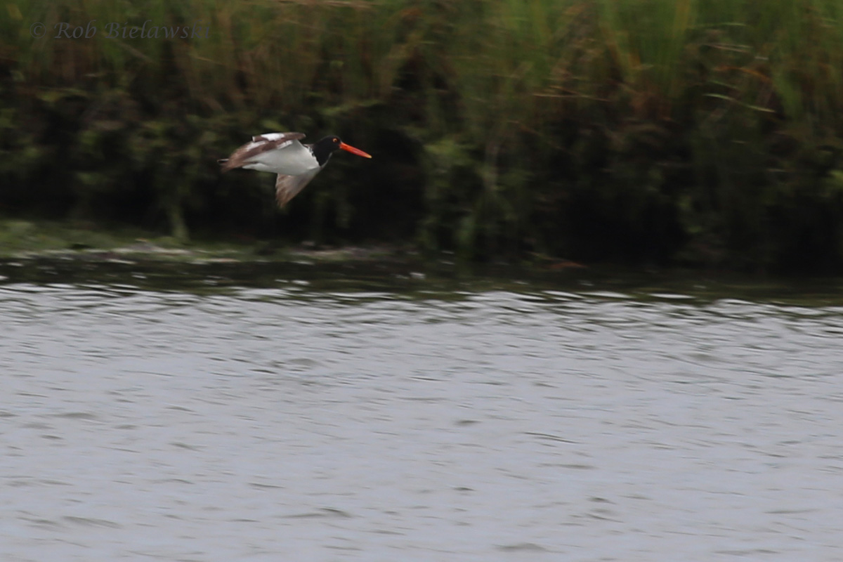   American Oystercatcher / 6 Jun 2016 / Pleasure House Point NA  