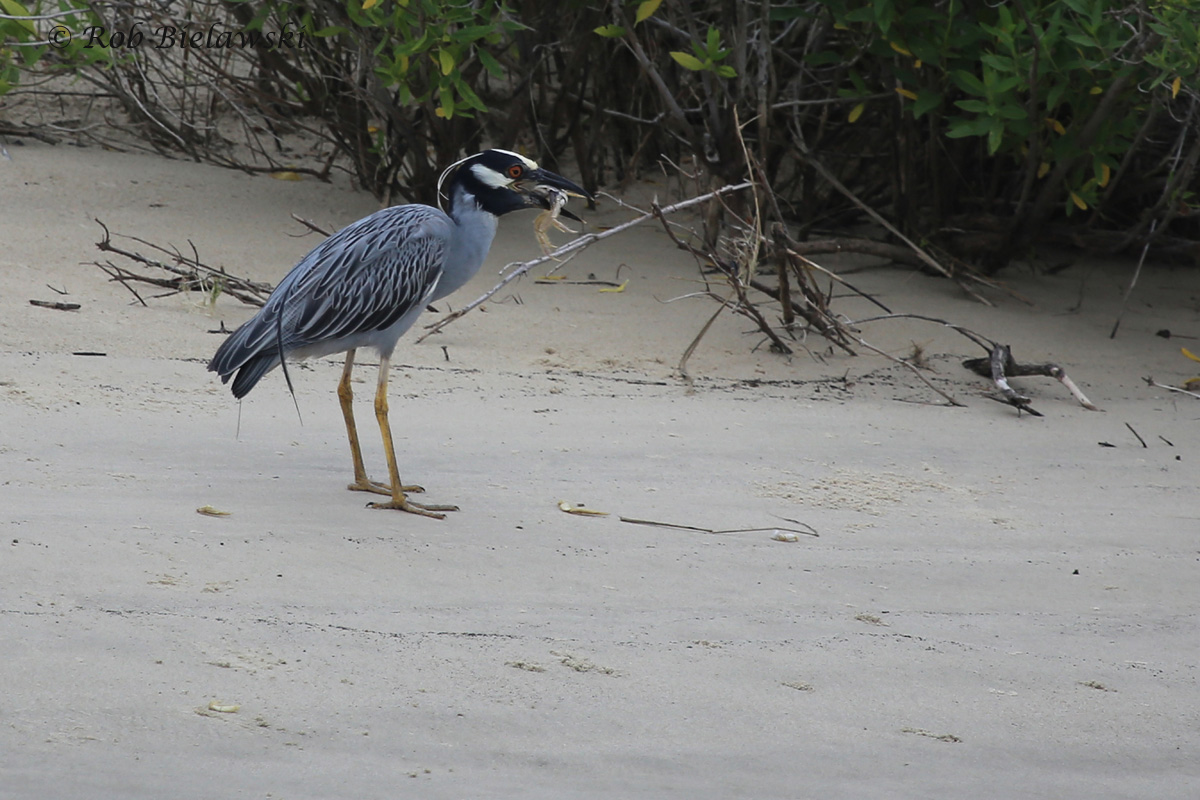   Yellow-crowned Night-Heron / 6 Jun 2016 / Pleasure House Point NA  