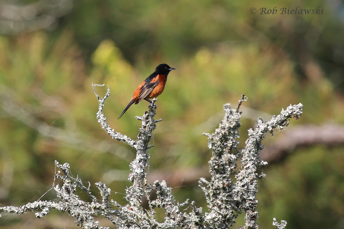  Orchard Oriole / 17 May 2015 / Back Bay NWR 