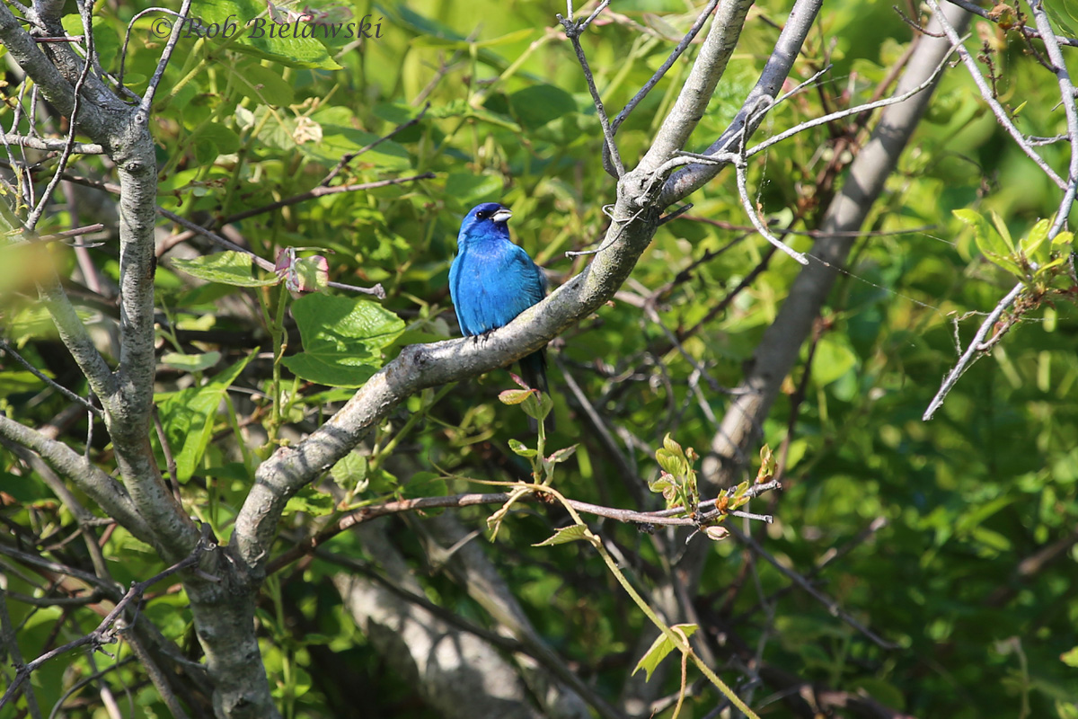  Since I have been out of town during this weekly blog's entire timeframe, here is a couple of photographs I have previously taken of breeding birds in our area: Indigo Bunting / 17 May 2015 / Back Bay NWR 