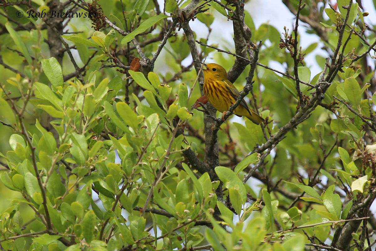  Yellow Warbler / 17 May 2015 / Back Bay NWR 