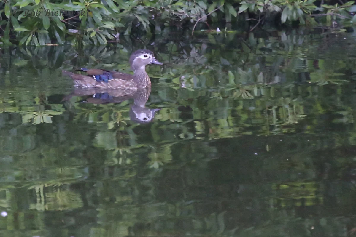  Wood Duck / 26 Jun 2016 / Lake Joyce 