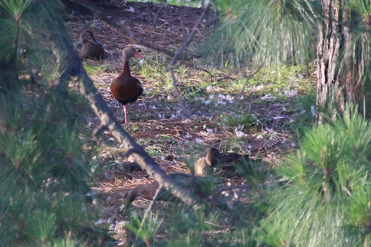   Black-bellied Whistling-Duck &amp; Mallards / 26 Jun 2016 / Lake Joyce  