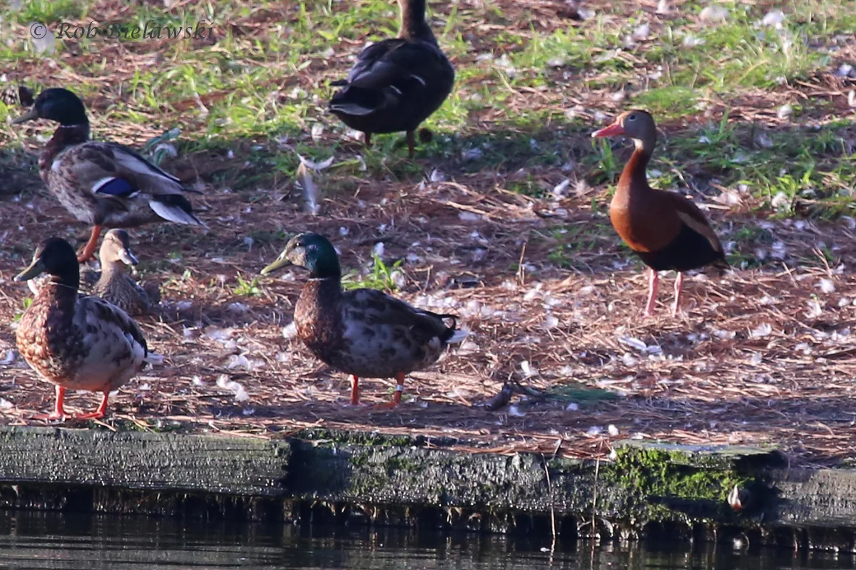  Black-bellied Whistling-Duck &amp; Mallards / 26 Jun 2016 / Lake Joyce 