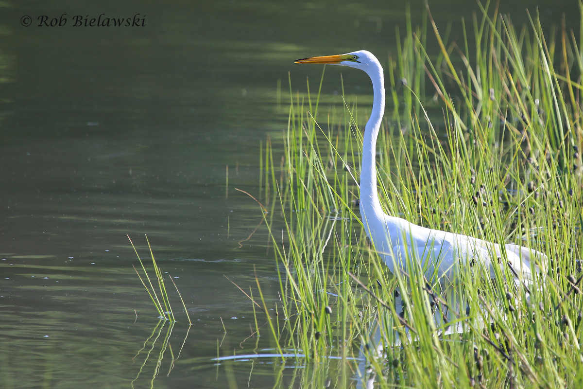   Great Egret / 29 Jun 2016 / Pleasure House Point NA  