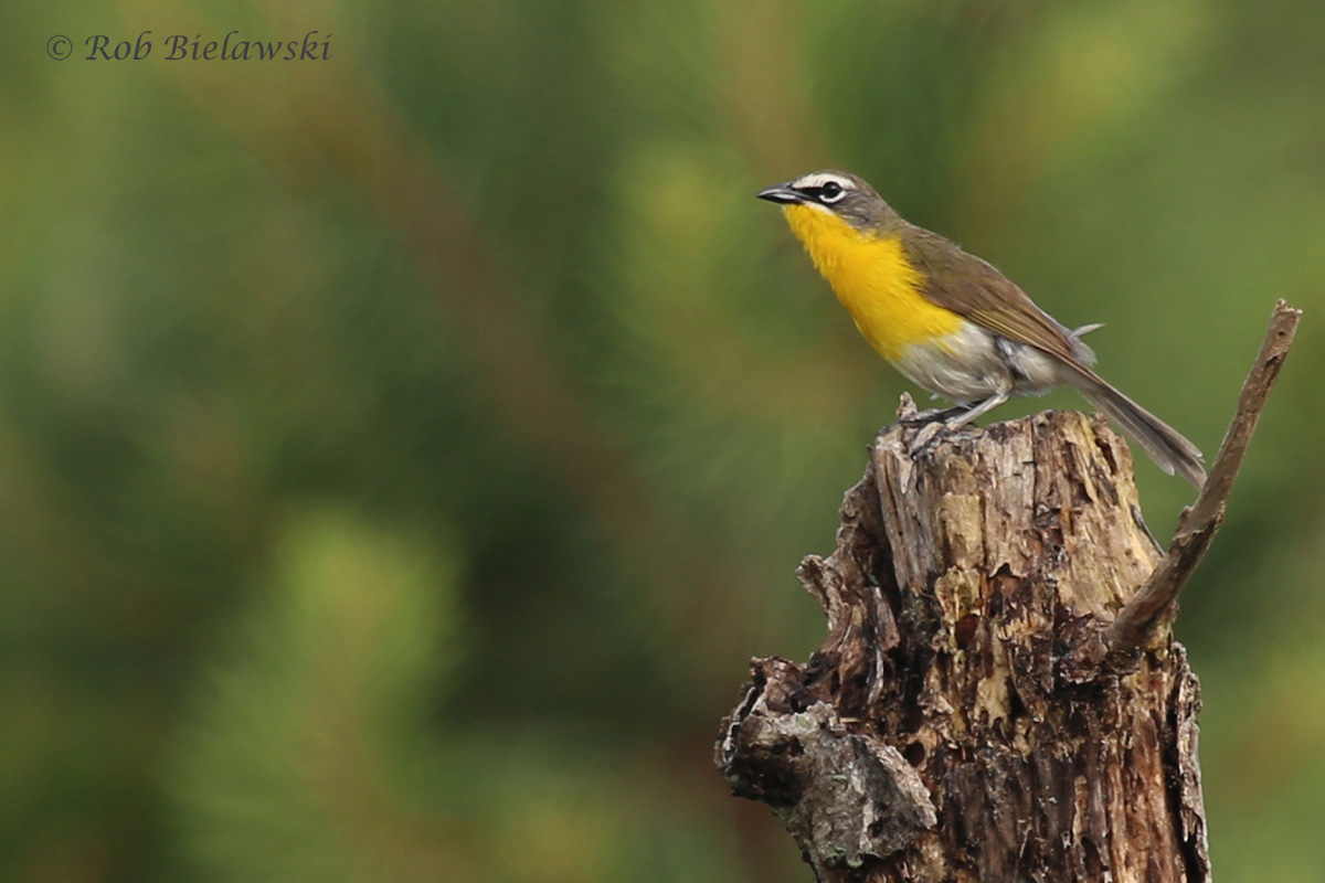   Yellow-breasted Chat / 2 Jul 2016 / Princess Anne WMA  