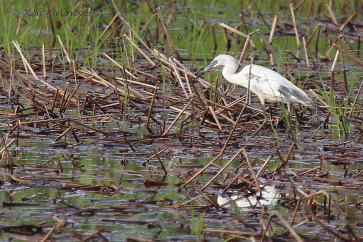   Little Blue Heron / 2 Jul 2016 / Princess Anne WMA  