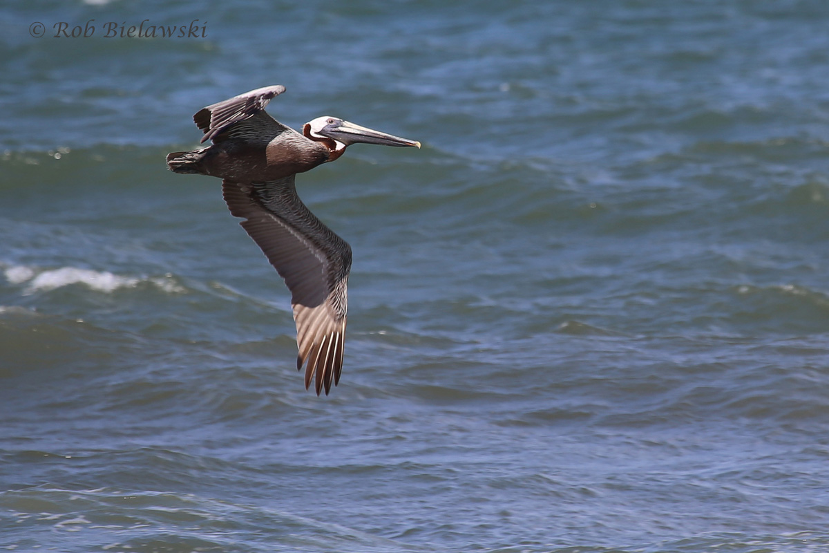   Brown Pelican / 1 Jul 2016 / Back Bay NWR  