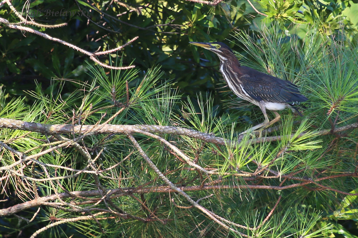   Green Heron / 1 Jul 2016 / Princess Anne WMA BT  