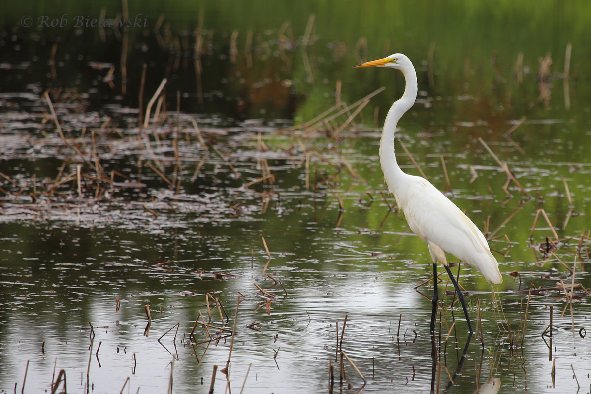   Great Egret / 4 Jul 2016 / Princess Anne WMA WT  