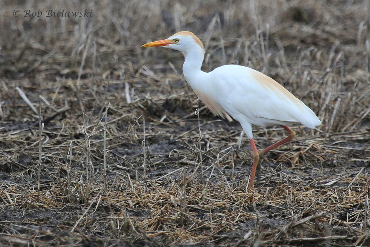   Cattle Egret / 4 Jul 2016 / Muddy Creek Rd.  