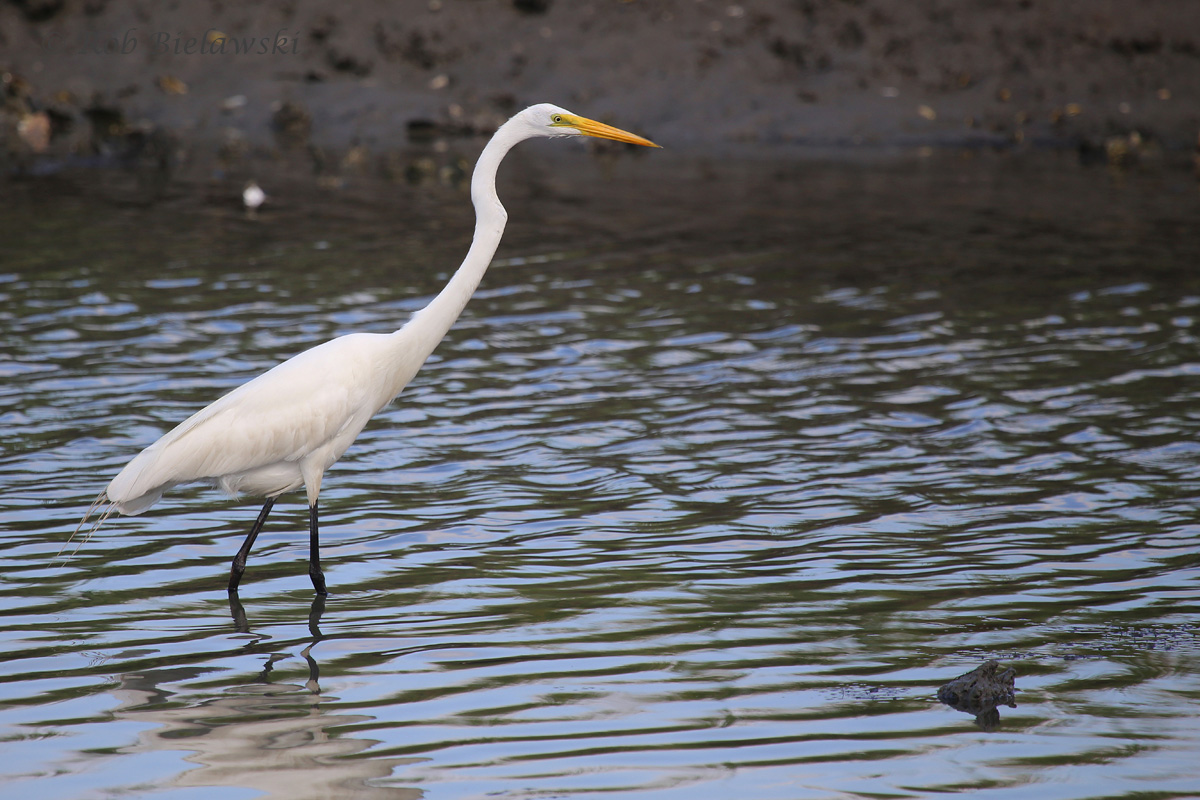   Great Egret / 6 Jul 2016 / Pleasure House Point NA  