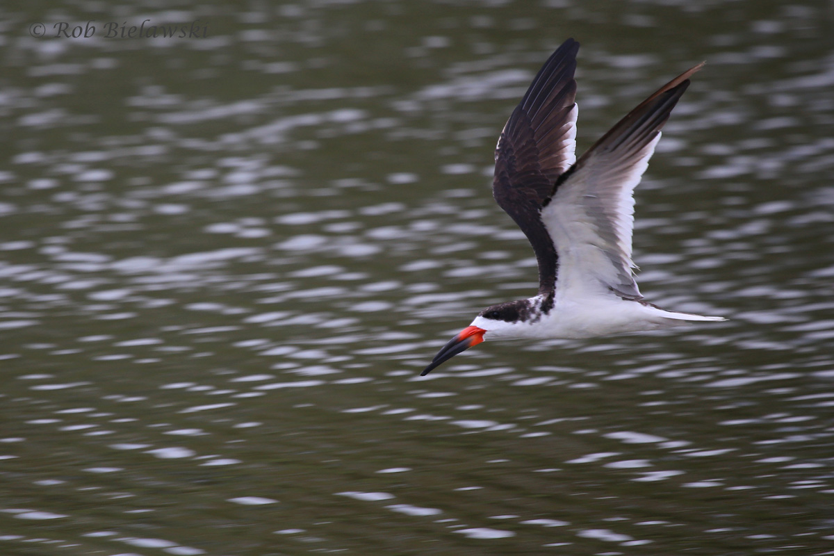   Black Skimmer / 6 Jul 2016 / Pleasure House Point NA  