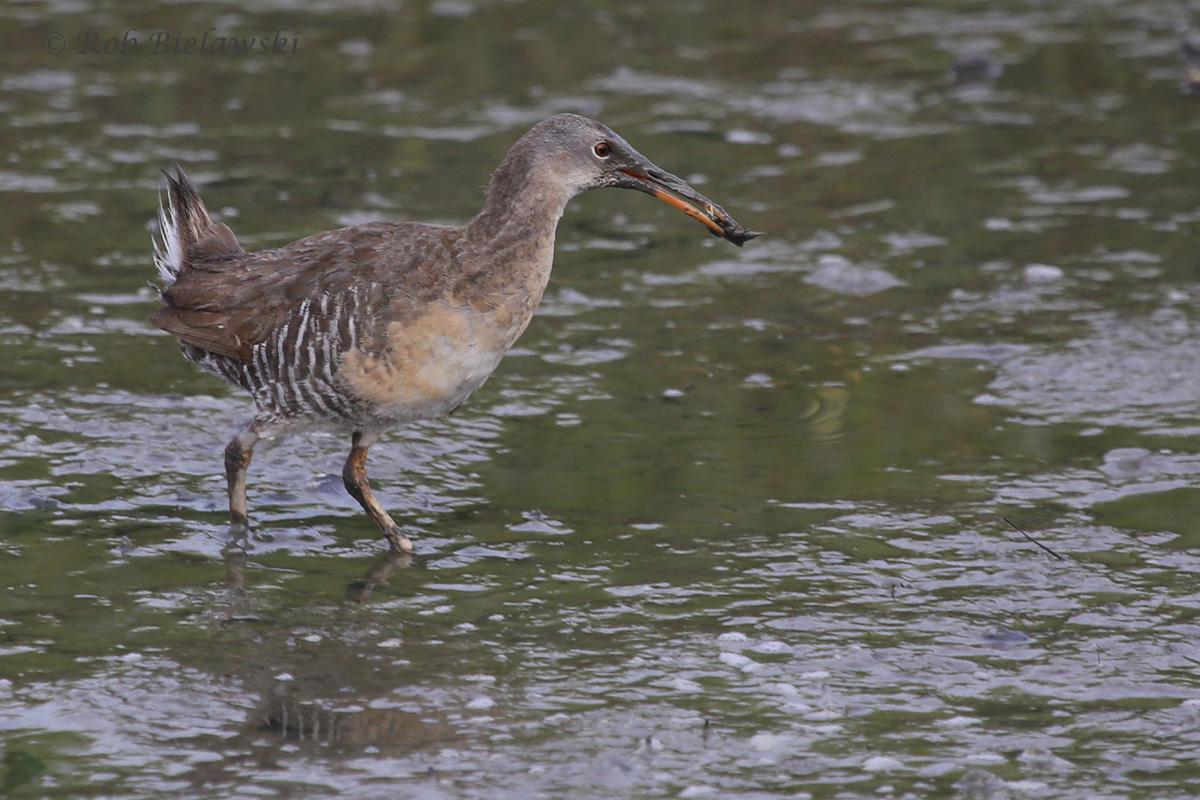   Clapper Rail / 9 Jul 2016 / Pleasure House Point NA  