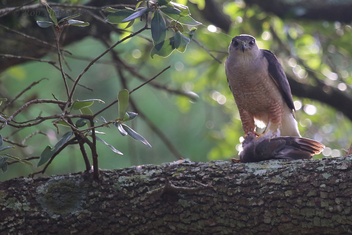   Cooper's Hawk / 9 Jul 2016 / Pleasure House Point NA  