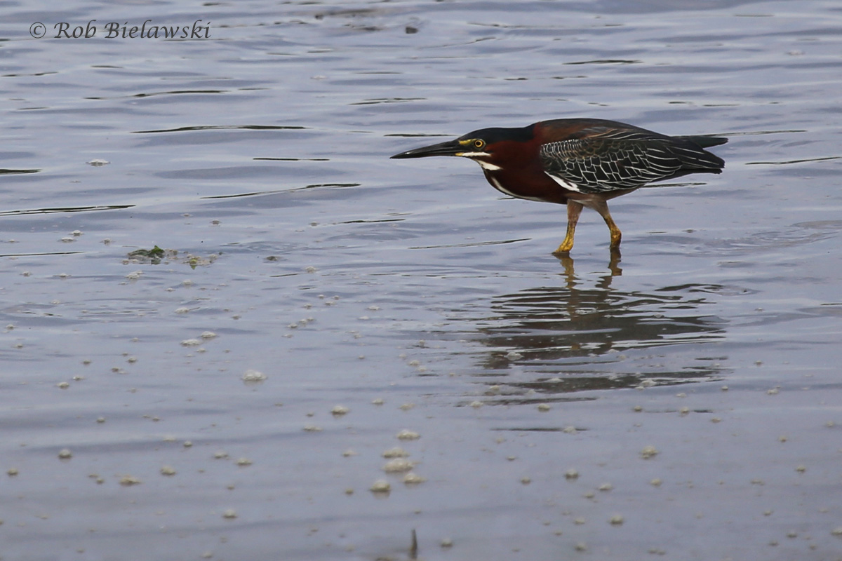   Green Heron / 9 Jul 2016 / Pleasure House Point NA  