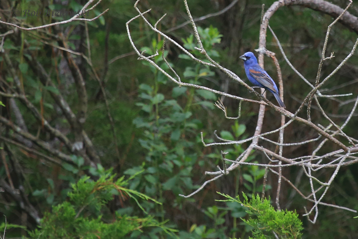   Blue Grosbeak / 9 Jul 2016 / Pleasure House Point NA  