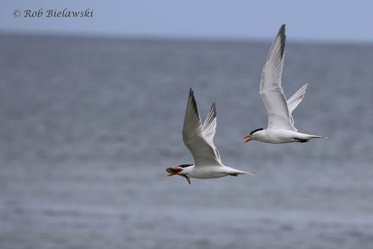   Royal Terns / 16 Jul 2016 / Back Bay NWR  