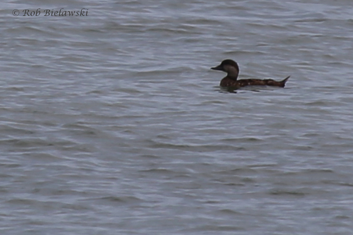   Black Scoter / 16 Jul 2016 / Back Bay NWR  