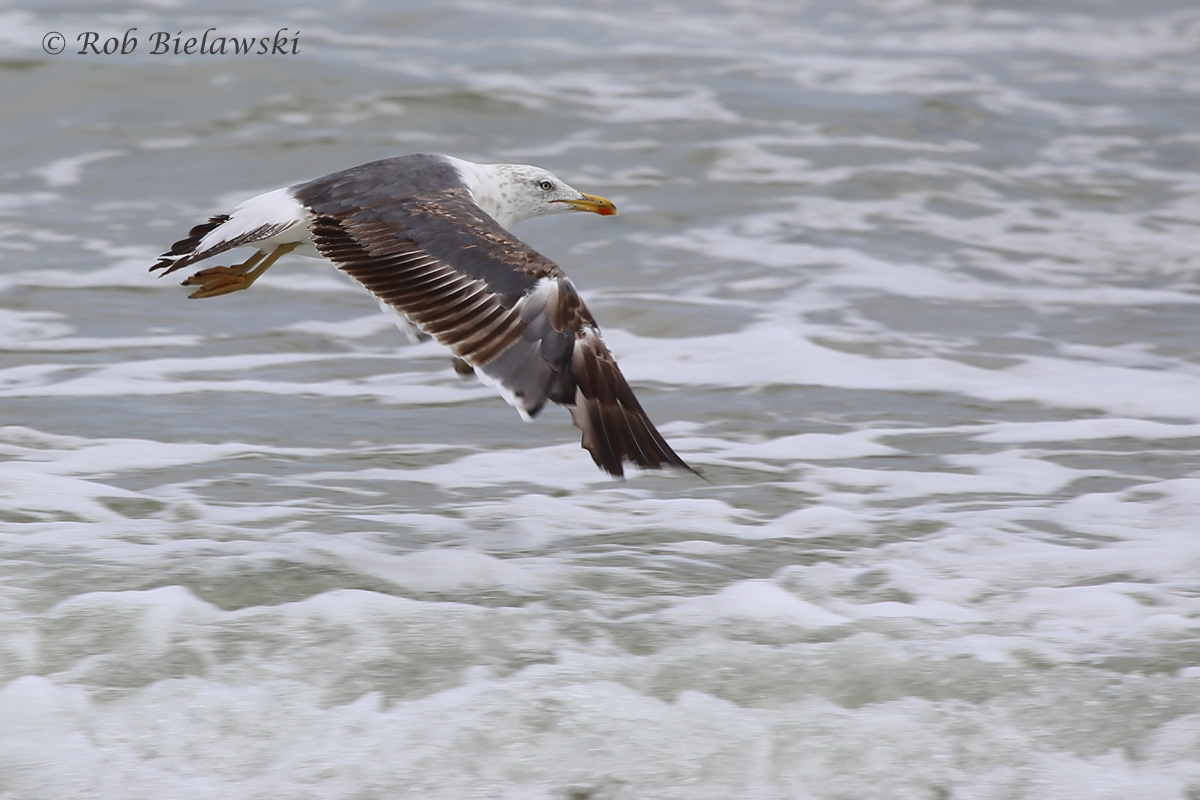   Lesser Black-backed Gull / 16 Jul 2016 / Back Bay NWR  