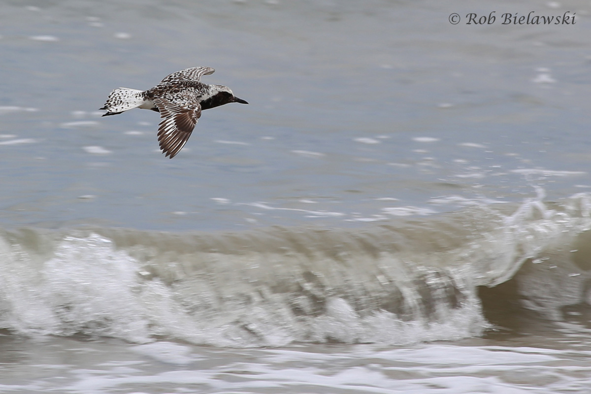   Black-bellied Plover / 16 Jul 2016 / Back Bay NWR  