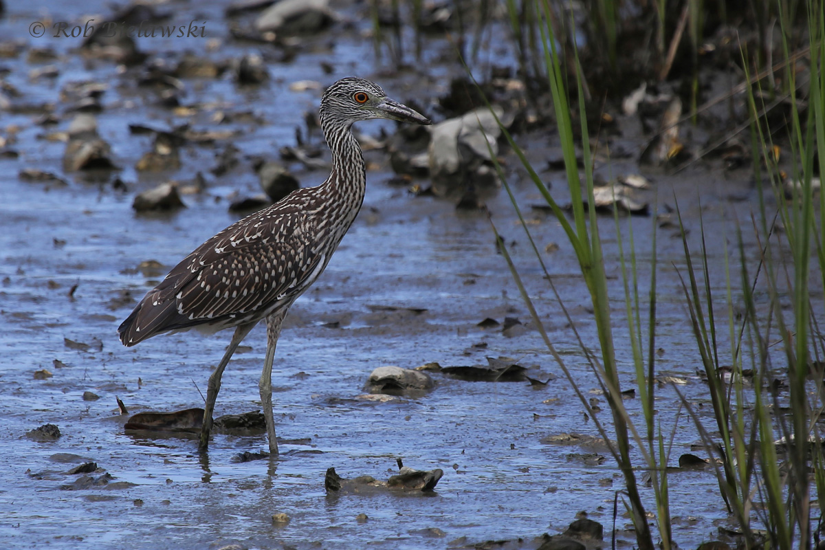   Yellow-crowned Night-Heron / 17 Jul 2016 / Pleasure House Point NA  