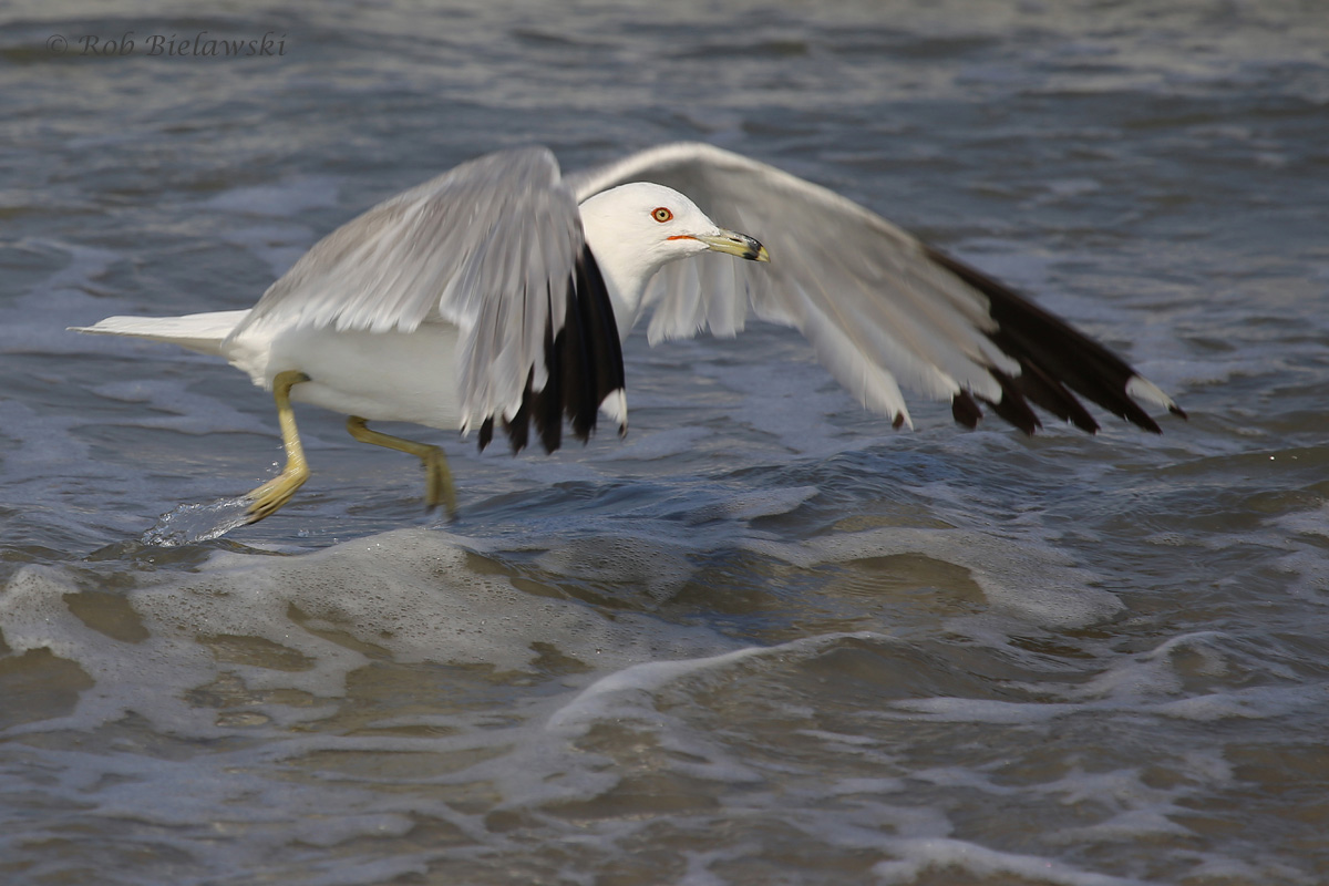   Ring-billed Gull / 22 Jul 2016 / Back Bay NWR  