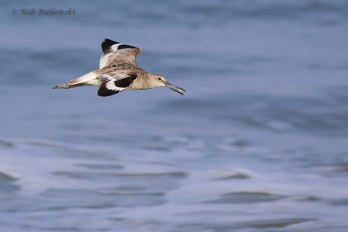   Willet / 22 Jul 2016 / Back Bay NWR  