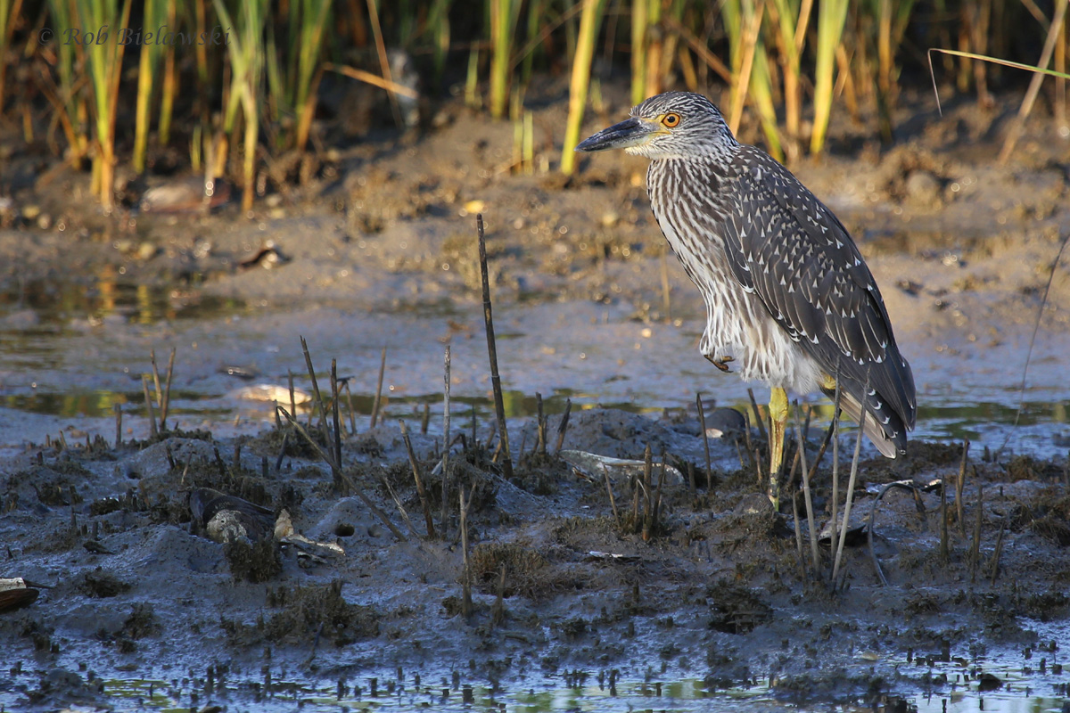   Yellow-crowned Night-Heron / 23 Jul 2016 / Pleasure House Point NA  